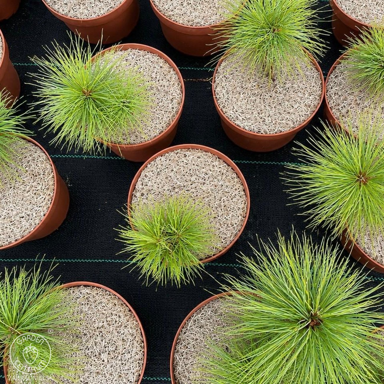 Obrázok Borovica himalájska (Pinus wallichiana) – výška 15-25 cm, kont. C3L